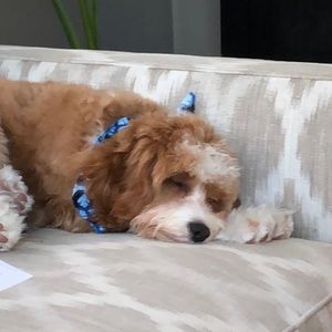 Meet your Posher, Ruya